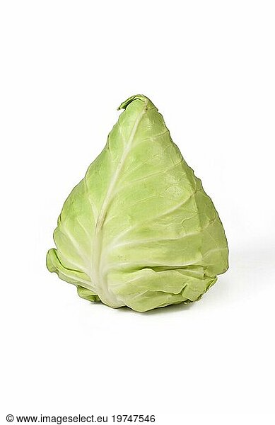 Spitzkohl auf weißem Hintergrund