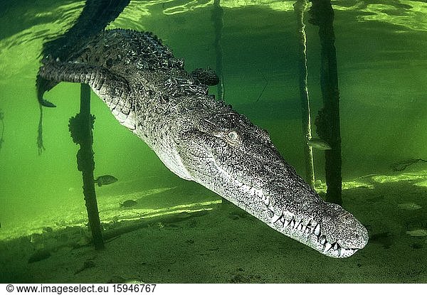 Spitzkrokodil (Crocodylus acutus) im Wasser  Queen National Marine Park  Kuba  Mittelamerika