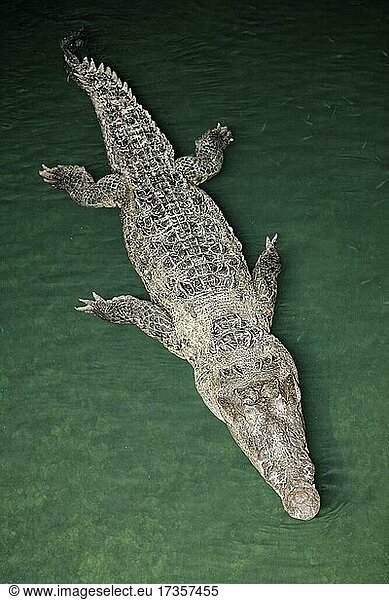 Spitzkrokodil (Crocodylus acutus) im Wasser von oben  Nationalpark Jardines de la Reina  Archipel  Provinz Camagüey und Ciego de Ávila  Karibik  Kuba  Mittelamerika