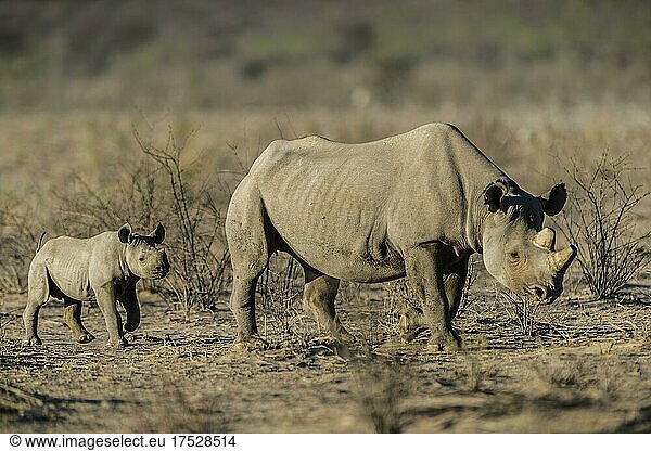 Spitzmaulnashorn (Diceros bicornis)  weibliches Tier mit Kalb  Etosha National Park  Namibia  Afrika