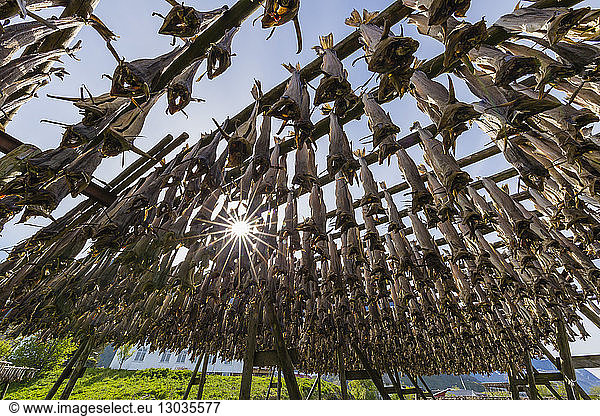 Split cod fish drying in the sun on wooden racks in the town of Reine,  Lofoten Islands,  Arctic,  Norway,  Scandinavia