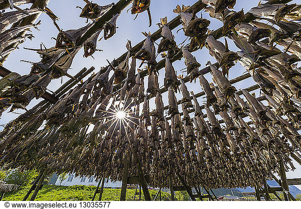 Split cod fish drying in the sun on wooden racks in the town of Reine Lofoten Islands Arctic Norway Scandinavia