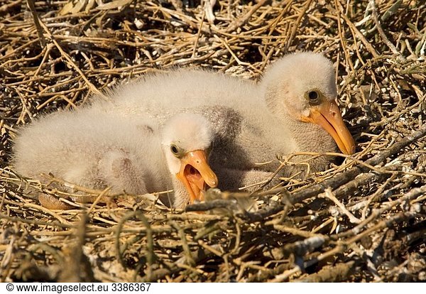 Spoonbill. Eurasian Spoonbill. Chicks in the nest. Odiel Marshes Natural Park.