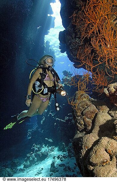 Sporttaucherin Taucherin in Bikini blickt auf beleuchtet Schwarze Koralle (Antipathes dichotoma) in Korallenriff  Rotes Meer  Ägypten  Afrika