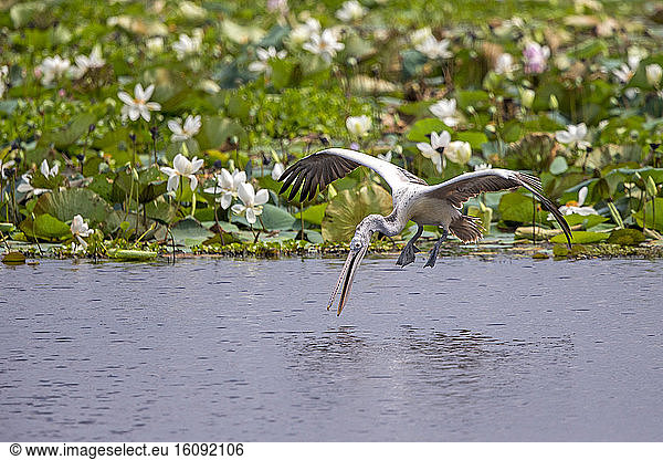Spot-billed pelican or grey pelican (Pelecanus philippensis) drinking during the flight  Yala national patk  Sri Lanka