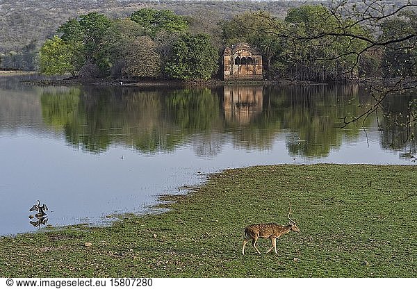 Spotted deer grazing near ruined pavilions  Rajbag Talao lake  Ranthambhore National Park  Rajasthan  India  Asia