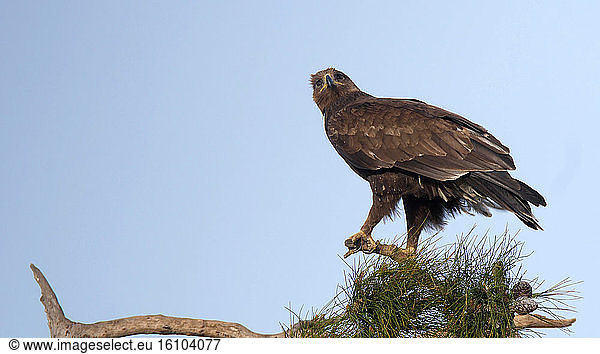 Spotted eagle (Aquila clanga) adult posed in a tree  wintering  Greece