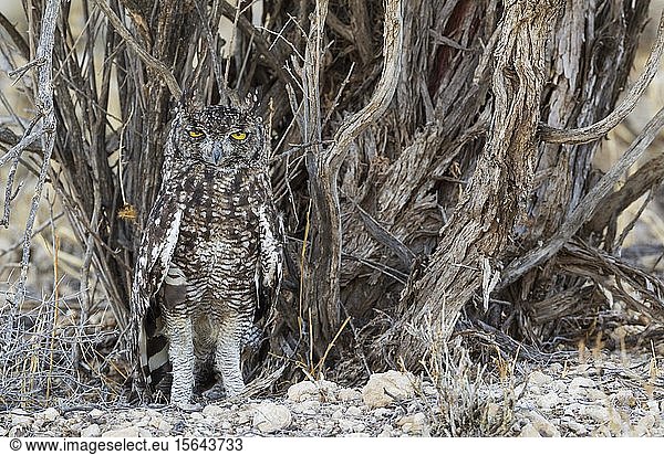 Spotted Eagle Owl (Bubo africanus)  camouflaged  Kalahari Desert  Kgalagadi Transfrontier Park  South Africa  Africa