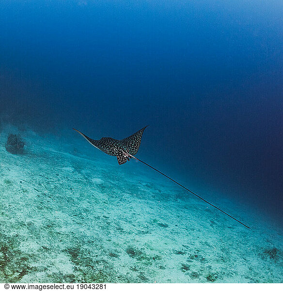 Spotted Eagle Ray swimming in the ocean in Utila  Honduras