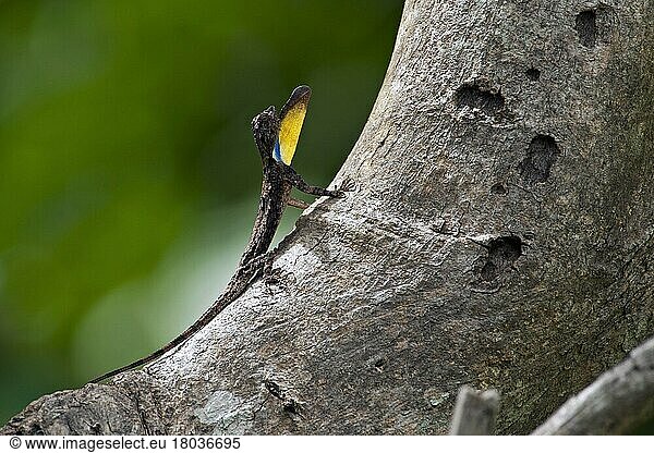 Spotted flying dragon (Draco maculatus maculatus) with yellow gular plume