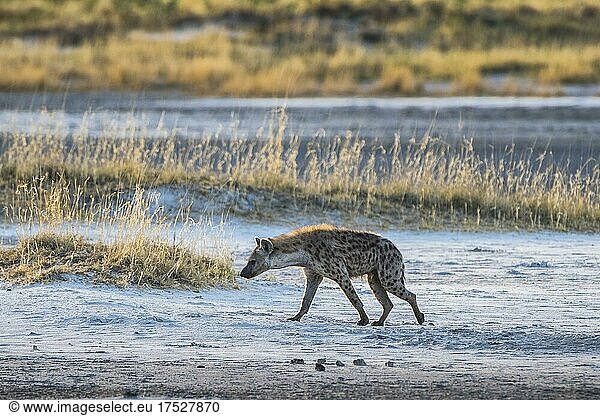 Spotted hyena (Crocuta crocuta)  also known as spotted hyena  on the edge of the Etosha Pan  Etosha National Park  Namibia  Africa