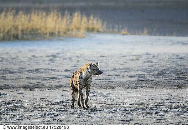 Spotted hyena (Crocuta crocuta)  also known as spotted hyena  on the edge of the Etosha Pan  Etosha National Park  Namibia  Africa