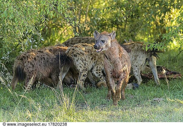 Spotted hyena (Crocuta crocuta)  group of animal on killl  Masai Mara National Reserve  Kenya  Africa