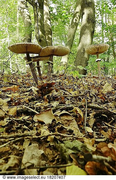 Spreewald in autumn  parasol mushrooms (Macrolepiota procera)  October  Brandenburg  Germany  Europe