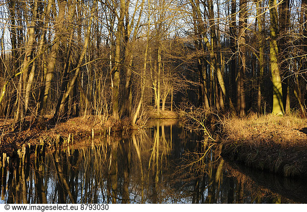 Spreewald  Landschaftlich schön  landschaftlich reizvoll  Europa  Fluss  Deutschland  Teich  Leitungswasser  Sachsen