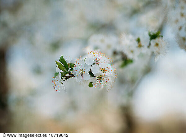 Spring blossom growing in a garden.