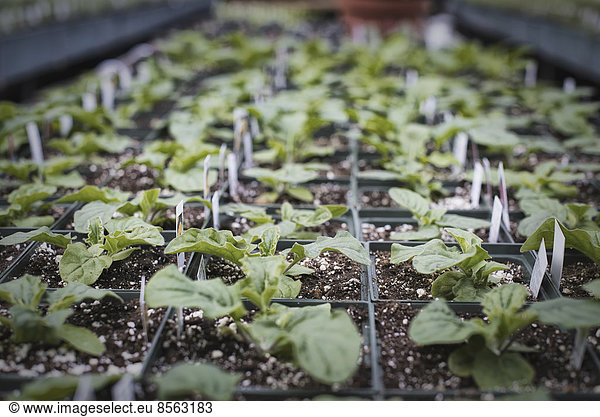 Spring growth in an organic plant nursery. A glasshouse staging with trays of young plants.