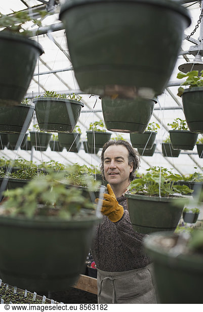 Spring growth in an organic plant nursery. A man in a glasshouse planting containers.