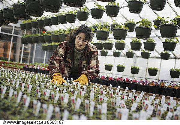 Spring growth in an organic plant nursery glasshouse. A woman working  checking plants and seedlings.