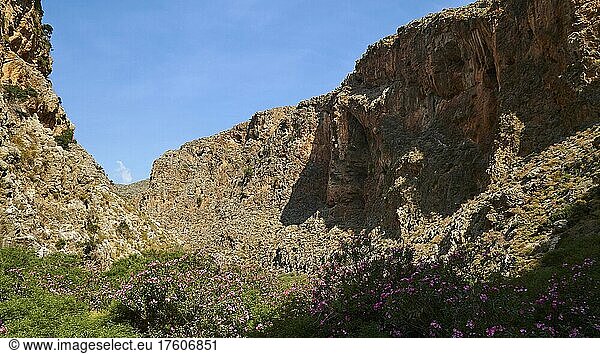 Spring in Crete  oleander (nerii) bush on the right in the shade  mighty ochre wall of the gorge  blue almost cloudless sky over the gorge  Valley of the Dead  Zakros Gorge  Zakros  East Crete  island of Crete  Greece  Europe