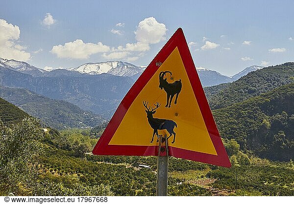 Spring in Crete  road sign Caution Animals  green hilly landscape  snow-capped mountains  Lefka Ori  White Mountains  light blue sky  white clouds  island of Crete  Greece  Europe