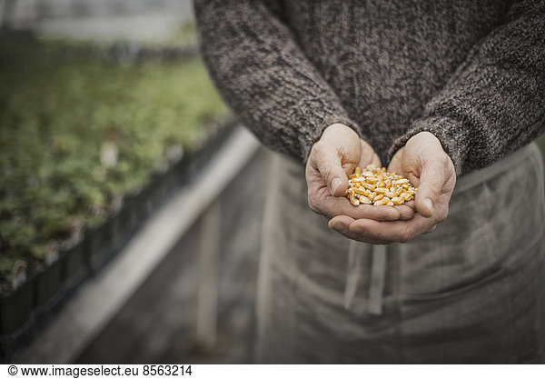 Spring Planting. A man holding a handful of plant seeds.