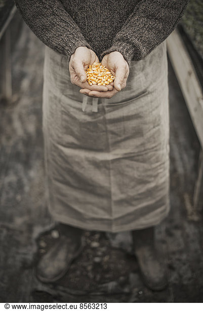 Spring Planting. A man holding a handful of plant seeds in his cupped hands.