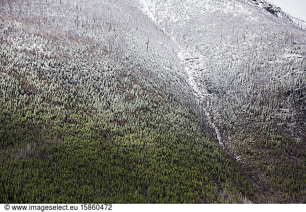 Spring snow in the high elevation near West Glacier  Montana.