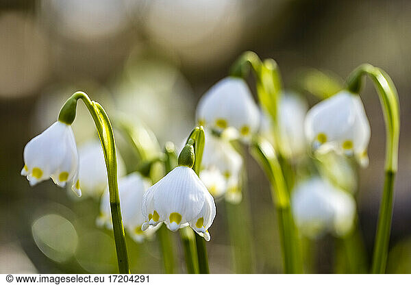 Spring snowflakes (Leucojum vernum) blooming in spring