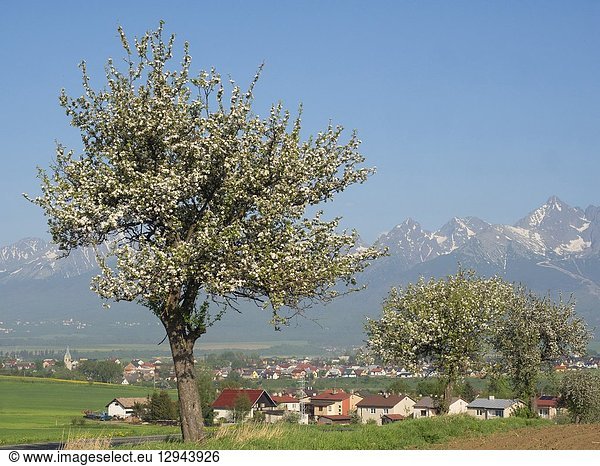 Spring. Tatra mountains. Slovakia.
