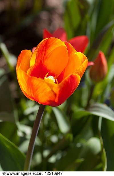 Spring tulips Scotland UK.