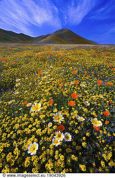 Spring wildflowers in the Carrizo Plains National Monument in Central California in March 2010.