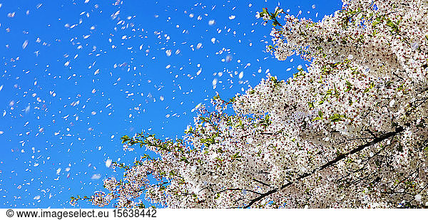 Spring wind  cherry blossoms