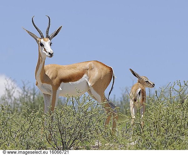 Springböcke (Antidorcas marsupialis)  aufmerksame Mutter mit jungem Männchen  stehend auf zerklüftetem Boden  Kgalagadi Transfrontier Park  Nordkap  Südafrika  Afrika.