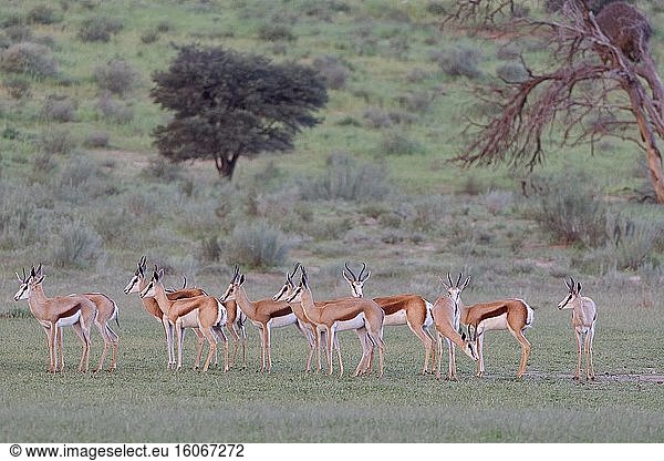 Springböcke (Antidorcas marsupialis)  Herde  stehend im grasbewachsenen Aob-Flussbett  am Ende des Tages  Kgalagadi Transfrontier Park  Nordkap  Südafrika  Afrika.