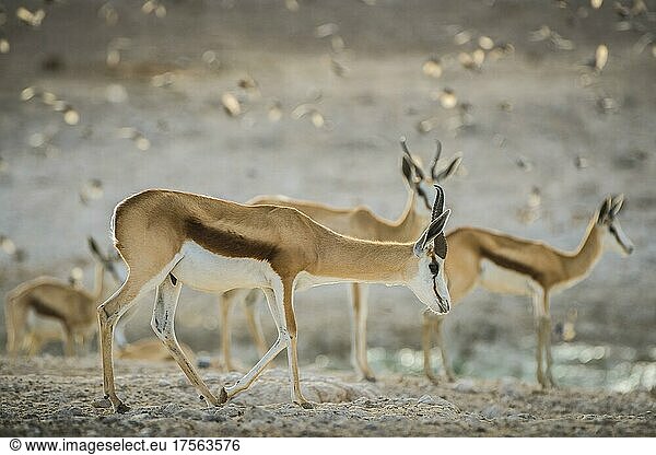 Springböcke (Antidorcas marsupialis)  männliche und weibliche Tiere an einem Wasserloch  Etosha Nationalpark  Namibia  Afrika