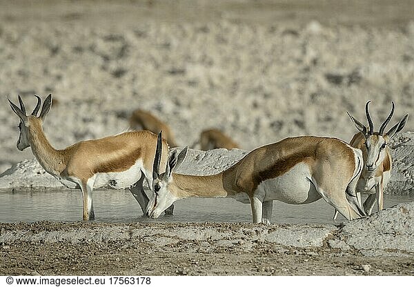 Springböcke (Antidorcas marsupialis)  männliche und weibliche Tiere an einem Wasserloch trinkend  Etosha Nationalpark  Namibia  Afrika