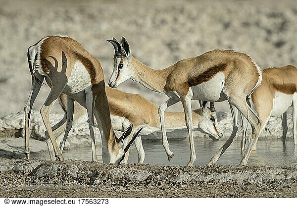 Springböcke (Antidorcas marsupialis)  männliche und weibliche Tiere an einem Wasserloch trinkend  Etosha Nationalpark  Namibia  Afrika