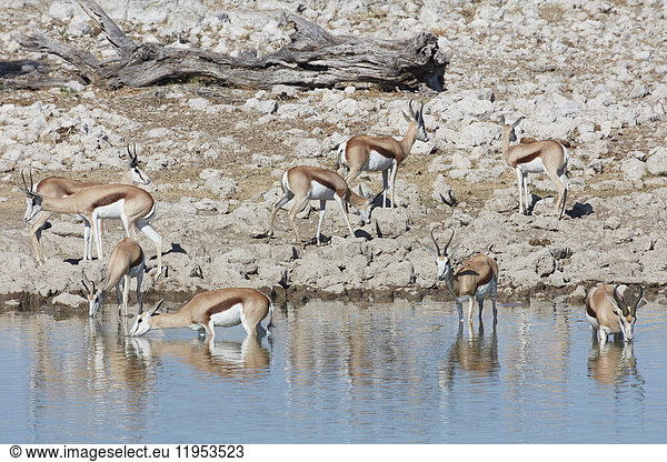 Springböcke  Antidorcas marsupialis  stehen in einer Wasserstelle und trinken.