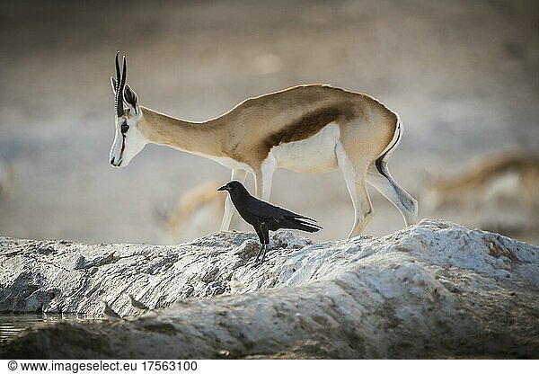 Springböcke (Antidorcas marsupialis)  weibliches Tier an einem Wasserloch mit Kapkrähe (Corvus capensis)  Etosha Nationalpark  Namibia  Afrika