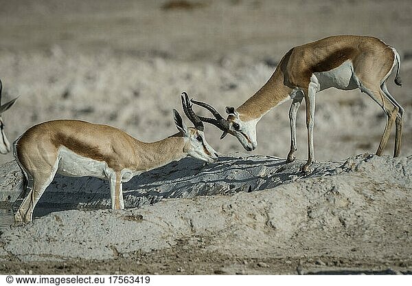 Springböcke (Antidorcas marsupialis)  zwei männliche Tiere an einem Wasserloch  Etosha Nationalpark  Namibia  Afrika