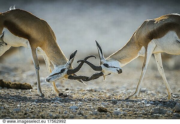 Springböcke (Antidorcas marsupialis)  zwei männliche Tiere kämpfen  Etosha Nationalpark  Namibia  Afrika