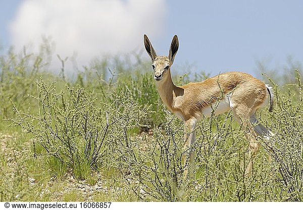 Springbock (Antidorcas marsupialis)  junges Männchen  stehend auf zerklüftetem Boden  wachsam  Kgalagadi Transfrontier Park  Nordkap  Südafrika  Afrika.