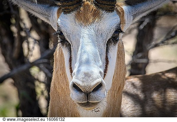 Springbock (Antidorcas marsupialis) Kgalagadi  Südafrika.
