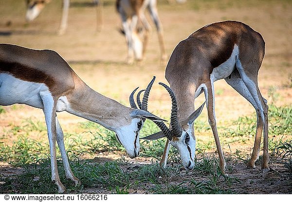 Springbock (Antidorcas marsupialis) Kgalagadi  Südafrika.
