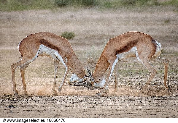 Springbock (Antidorcas marsupialis) Kgalagadi  Südafrika.