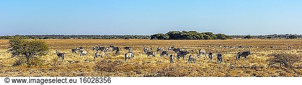 Springbock- (Antidorcas marsupialis) und Edelsteinbock- oder Oryxbock- (Oryx gazella) Herden. Zentral Kalahari Wildreservat. Botswana.