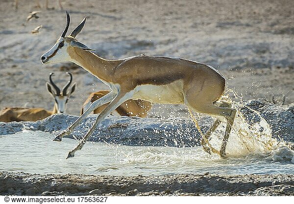 Springbock (Antidorcas marsupialis)  weibliches Tier verlässt ein Wasserloch  Etosha Nationalpark  Namibia  Afrika