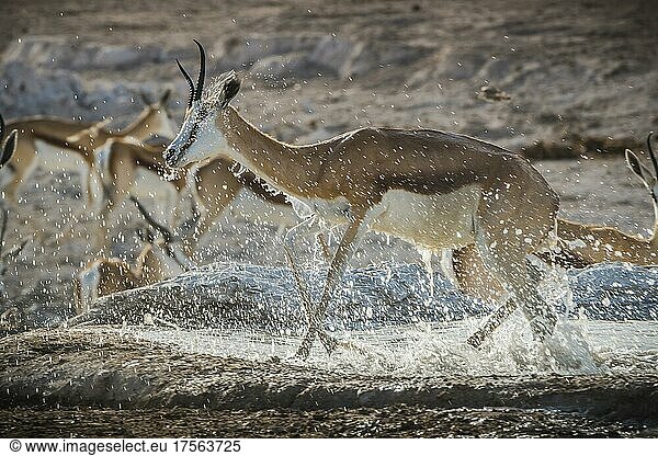 Springbock (Antidorcas marsupialis)  weibliches Tier verlässt ein Wasserloch  Etosha Nationalpark  Namibia  Afrika