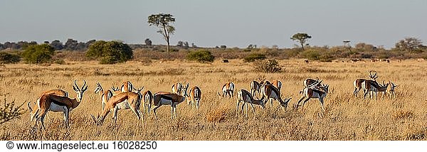 Springbock (Antidorcas marsupialis). Zentral Kalahari Wildreservat. Botswana.